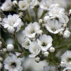 6 x gypsophile paniculé  - gypsophila paniculata 'schneeflocke'  - godet 9x9 cm
