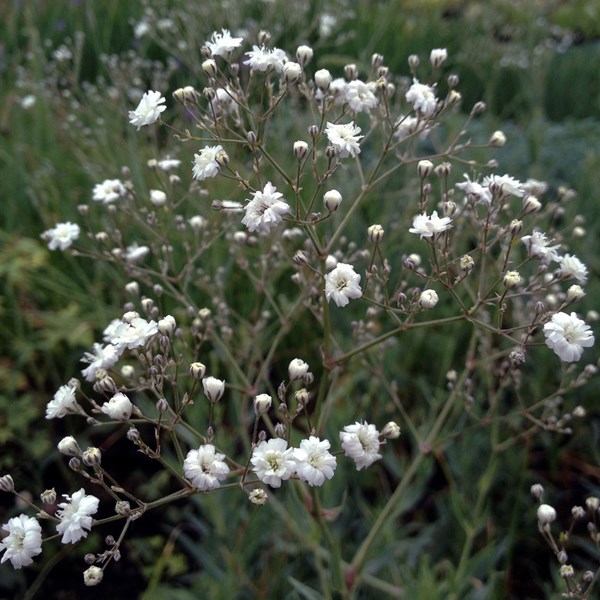 Arborix - 6 x gypsophile paniculé - gypsophila paniculata 'bristol fairy' - godet 9x9 cm