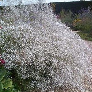 6 x gypsophile paniculé - gypsophila paniculata 'bristol fairy' - godet 9x9 cm