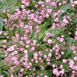 6 x gypsophile paniculé  - gypsophila paniculata 'flamingo'  - godet 9x9 cm