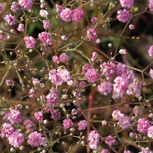 6 x gypsophile paniculé  - gypsophila paniculata 'flamingo'  - godet 9x9 cm
