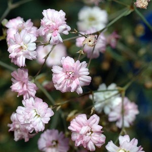 6 x gypsophile rampant  - gypsophila repens 'alba'  - godet 9x9 cm