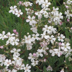 6 x gypsophile rampant  - gypsophila repens 'alba'  - godet 9x9 cm
