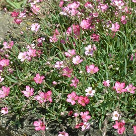 6 x gypsophile  - gypsophila 'rosenschleier'  - godet 9x9 cm