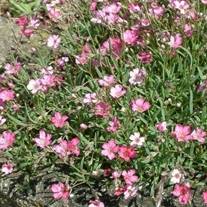 6 x gypsophile  - gypsophila 'rosenschleier'  - godet 9x9 cm
