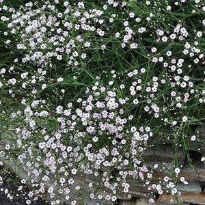 6 x gypsophile  - gypsophila 'rosenschleier'  - godet 9x9 cm