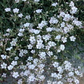 6 x gypsophile rampant  - gypsophila repens 'rosea'  - godet 9x9 cm