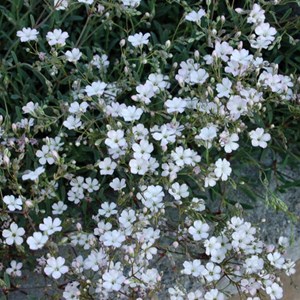 6 x gypsophile rampant  - gypsophila repens 'rosea'  - godet 9x9 cm