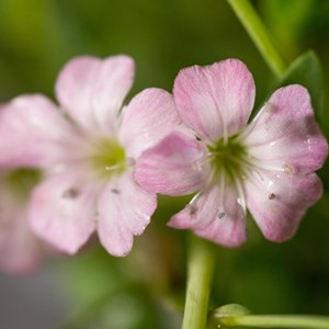 6 x gypsophile rampant  - gypsophila repens 'rosea'  - godet 9x9 cm