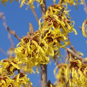 Noisetier de sorcière  - hamamelis intermedia 'arnold promise'  - 40-60 cm pot
