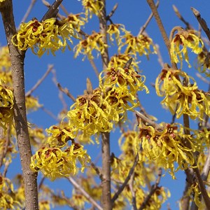 Noisetier de sorcière  - hamamelis intermedia 'arnold promise'  - 40-60 cm pot