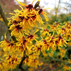 Noisetier des sorcières  - hamamelis intermedia 'orange beauty'  - 40-60 cm pot