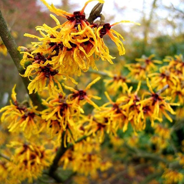 Arborix - Noisetier des sorcières  - hamamelis intermedia 'orange beauty'  - 40-60 cm pot