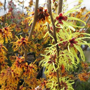 Noisetier des sorcières  - hamamelis intermedia 'orange beauty'  - 40-60 cm pot