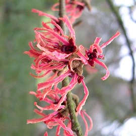 Noisetier de sorcière  - hamamelis intermedia 'ruby glow'  - 40-60 cm pot