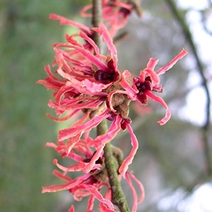 Noisetier de sorcière  - hamamelis intermedia 'ruby glow'  - 40-60 cm pot