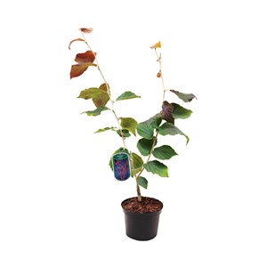 Noisetier de sorcière  - hamamelis intermedia 'ruby glow'  - 40-60 cm pot