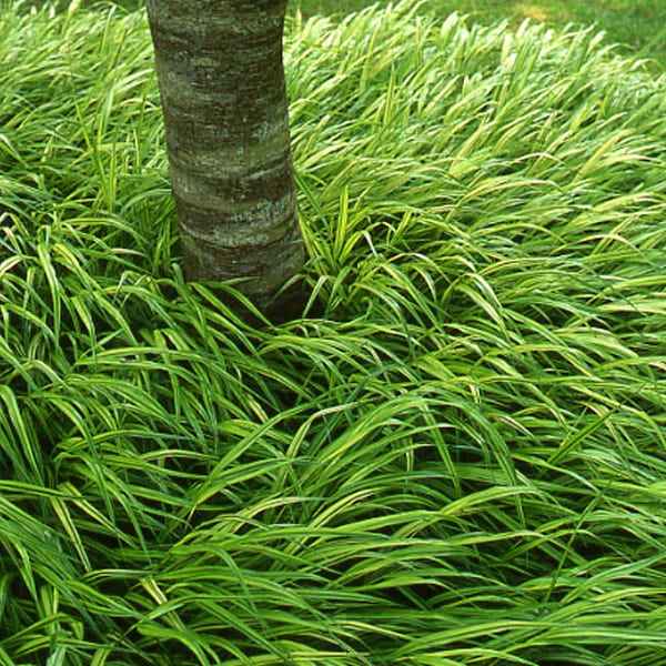 6 x herbe du japon - hakonechloa macra - godet 9x9 cm
