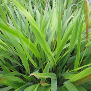 6 x herbe du japon - hakonechloa macra  - godet 9x9 cm