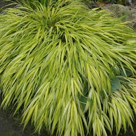 6 x herbe du japon  - hakonechloa macra 'aureola'  - godet 9x9 cm