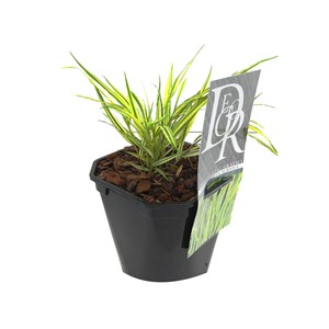 6 x herbe du japon  - hakonechloa macra 'aureola'  - godet 9x9 cm