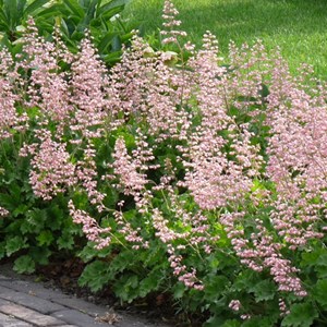Heucherella alba 'bridget bloom' - godet 9x9 cm