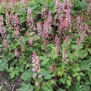 Heucherella alba 'bridget bloom' - godet 9x9 cm