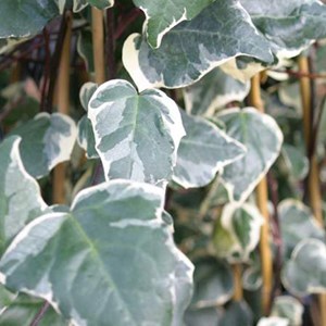 2 x lierres des canaries - hedera algeriensis 'gloire de marengo' - 50-60 cm