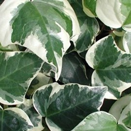 2 x lierres des canaries - hedera algeriensis 'gloire de marengo' - 50-60 cm