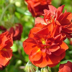 6 x hélianthème  - helianthemum 'amabile plenum'  - godet 9x9 cm