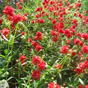 6 x hélianthème  - helianthemum 'amabile plenum'  - godet 9x9 cm