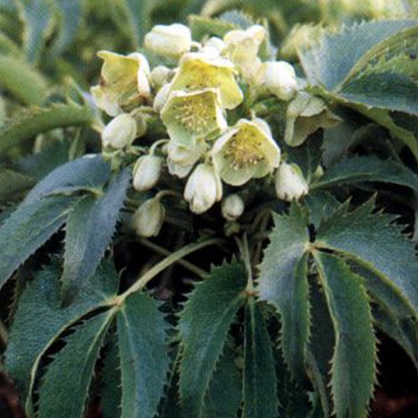 6 x hellébore de corse - helleborus argutifolius - godet 9x9 cm