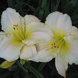 6 x lis d'un jour  - hemerocallis 'arctic snow'  - godet 9x9 cm