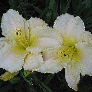 6 x lis d'un jour  - hemerocallis 'arctic snow'  - godet 9x9 cm