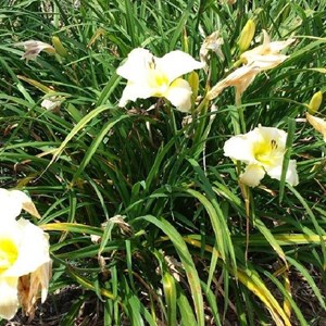6 x lis d'un jour  - hemerocallis 'arctic snow'  - godet 9x9 cm