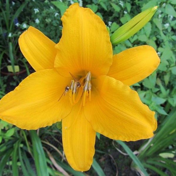 6 x lis d'un jour, hémérocalle - hemerocallis 'aten' - godet 9x9 cm