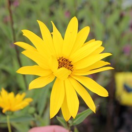 6 x soleil vivace  - helianthus 'atrorubens'  - godet 9x9 cm