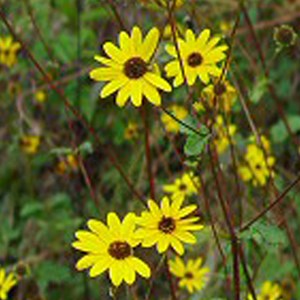 6 x soleil vivace  - helianthus 'atrorubens'  - godet 9x9 cm