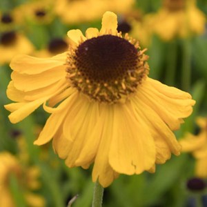 6 x hélénie de bigelove  - helenium bigelovii 'the bishop'  - godet 9x9 cm