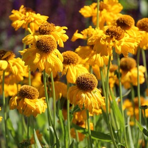 6 x hélénie de bigelove  - helenium bigelovii 'the bishop'  - godet 9x9 cm