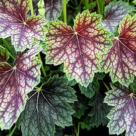 6 x heuchère  - heuchera 'beauty colour'  - godet 9x9 cm