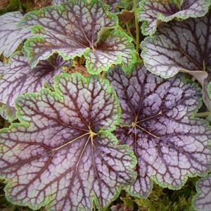 6 x heuchère  - heuchera 'beauty colour'  - godet 9x9 cm