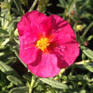 6 x hélianthème  - helianthemum 'ben hope'  - godet 9x9 cm