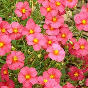 6 x hélianthème  - helianthemum 'ben hope'  - godet 9x9 cm