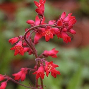 6 x heuchère  - heuchera brizoides 'pluie de feu'  - godet 9x9 cm