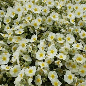 6 x hélianthème  - helianthemum 'the bride'  - godet 9x9 cm