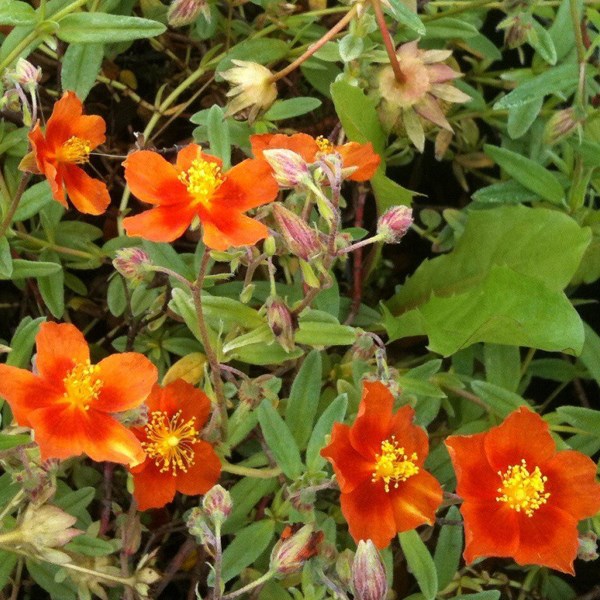 Arborix - 6 x hélianthème  - helianthemum 'bronzeteppich'  - godet 9x9 cm