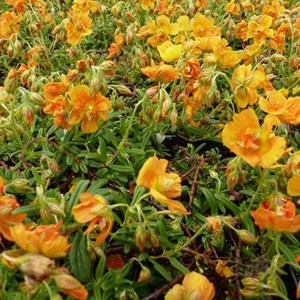 6 x hélianthème  - helianthemum 'bronzeteppich'  - godet 9x9 cm