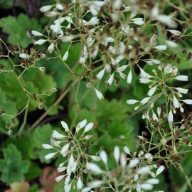 6 x heuchère  - heuchera brizoides 'schneewittchen'  - godet 9x9 cm