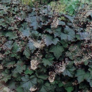 6 x heuchère  - heuchera brizoides 'schneewittchen'  - godet 9x9 cm